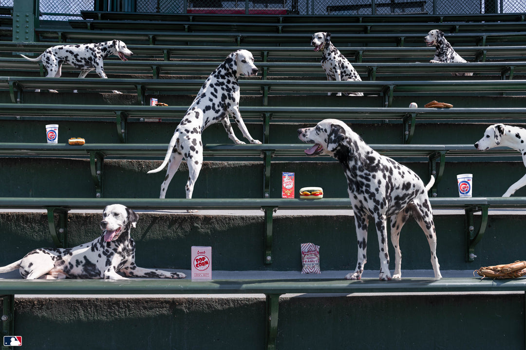 Spotted in the Bleachers, Wrigley Field™ Chicago Photography Gray Malin