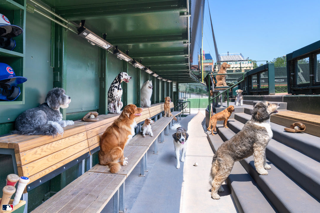 The Dugout, Wrigley Field™, Chicago Photography Gray Malin