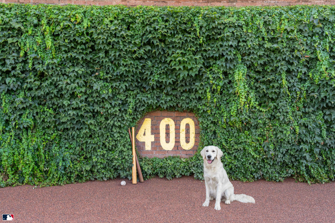 The Heart of Wrigley, Wrigley Field™, Chicago Photography Gray Malin