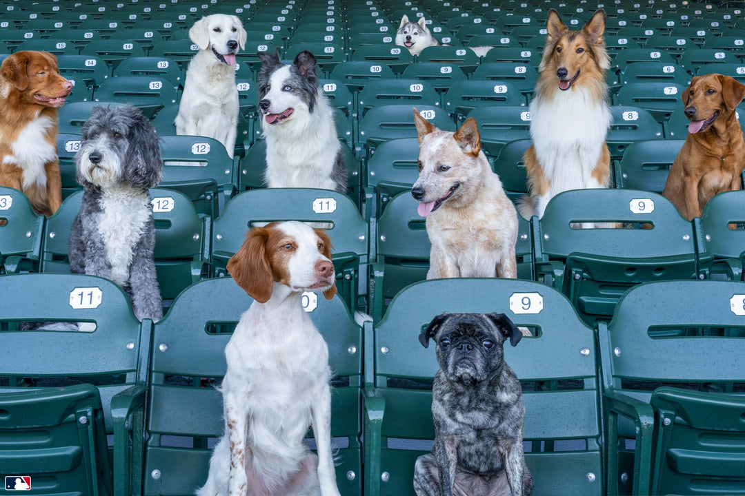 The Spectators, Wrigley Field™, Chicago Photography Gray Malin